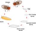 Life cycle of fruit fly Drosophila melanogaster. Sequence of stages of development of fruit fly Drosophila from egg to adult Royalty Free Stock Photo